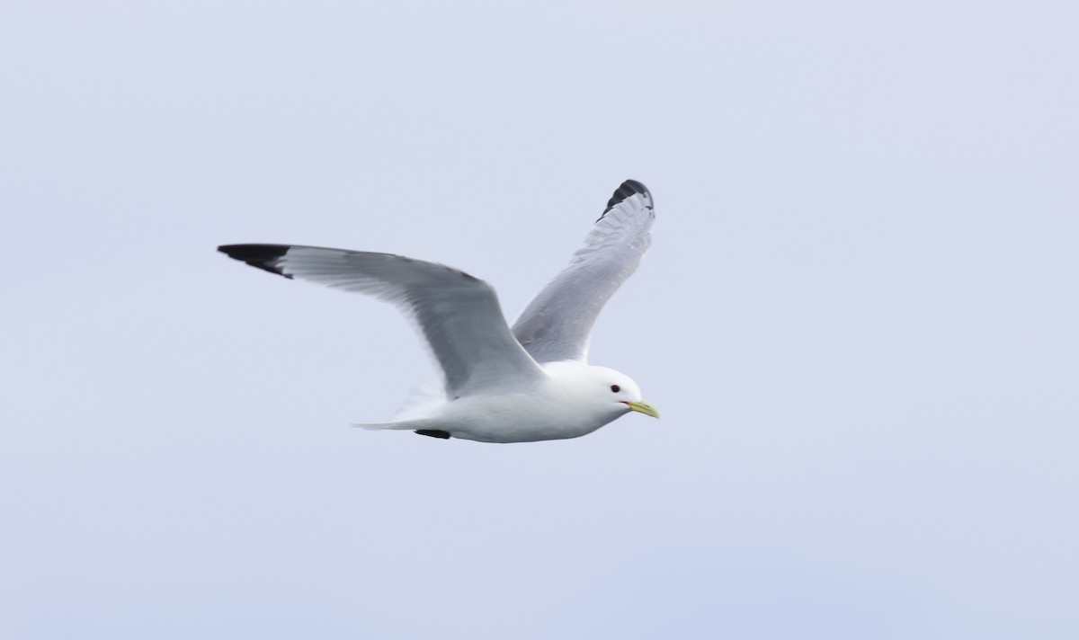 Mouette tridactyle - ML610333743
