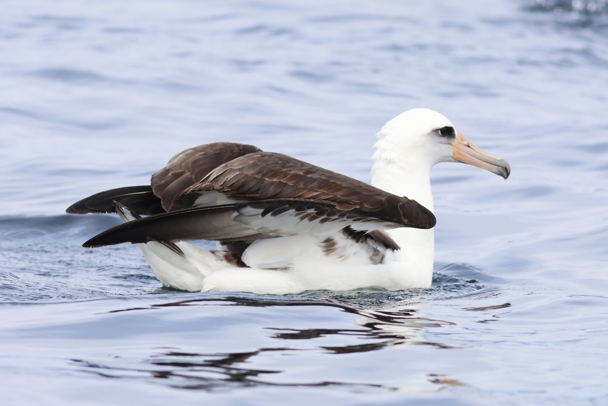 albatros laysanský - ML610333778