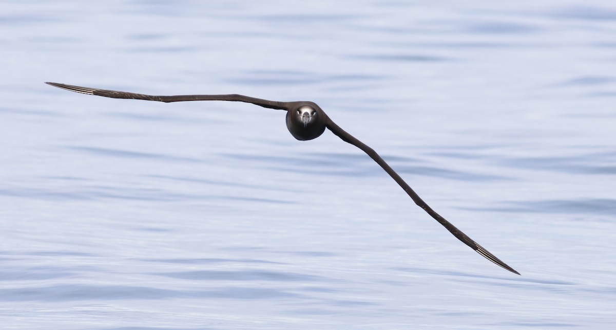 Albatros à pieds noirs - ML610333786