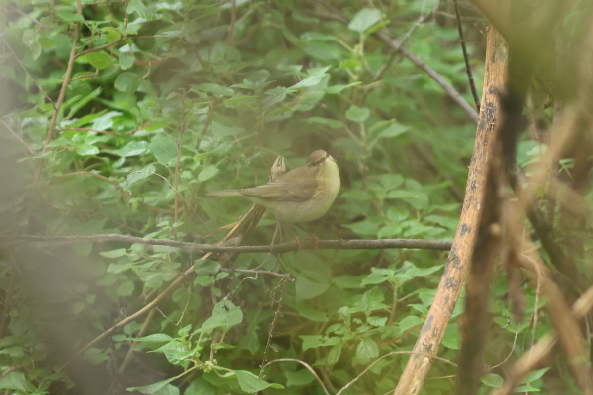 Willow Warbler - ML610333906
