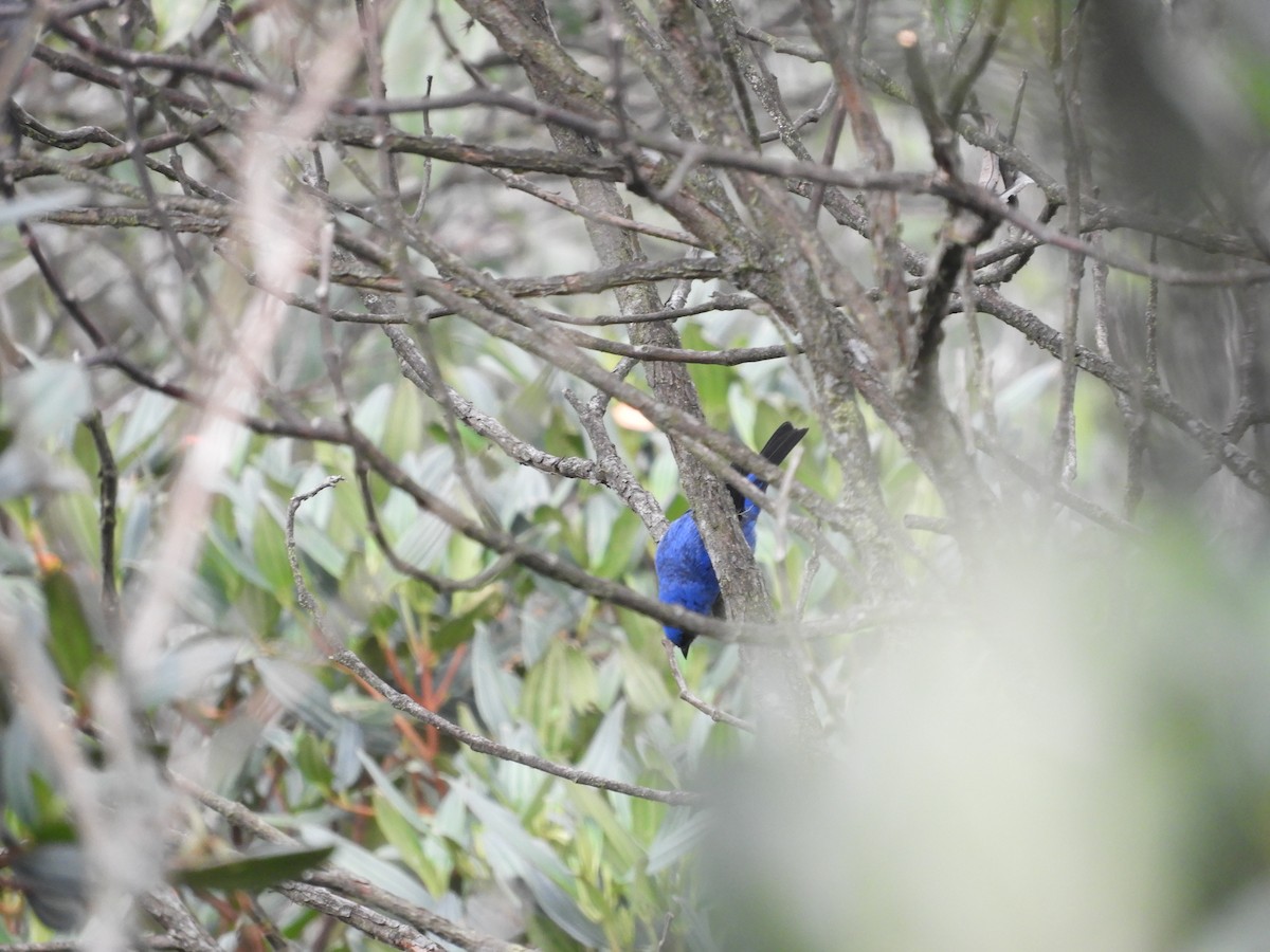 Masked Flowerpiercer - ML610333909