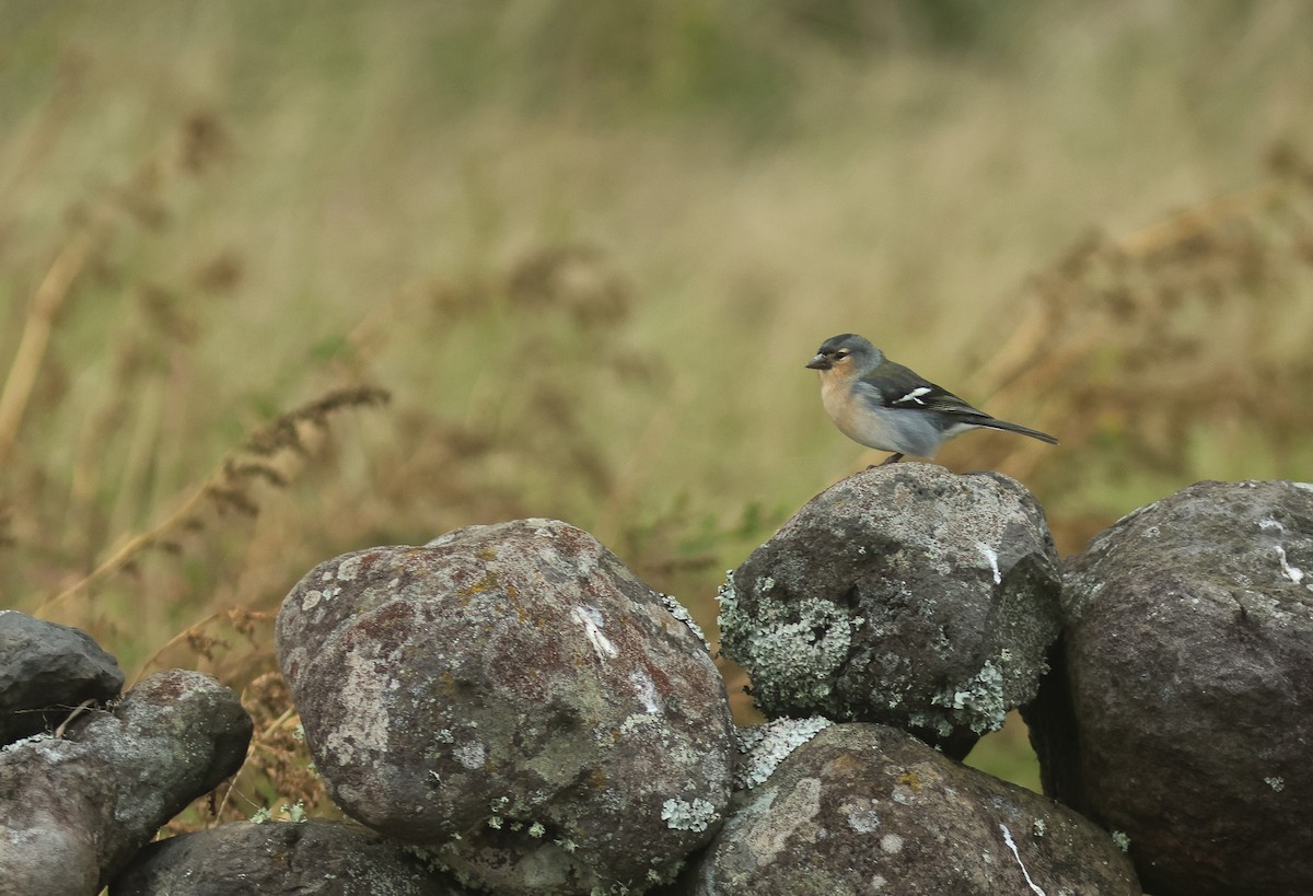 Pinzón de las Azores - ML610333935