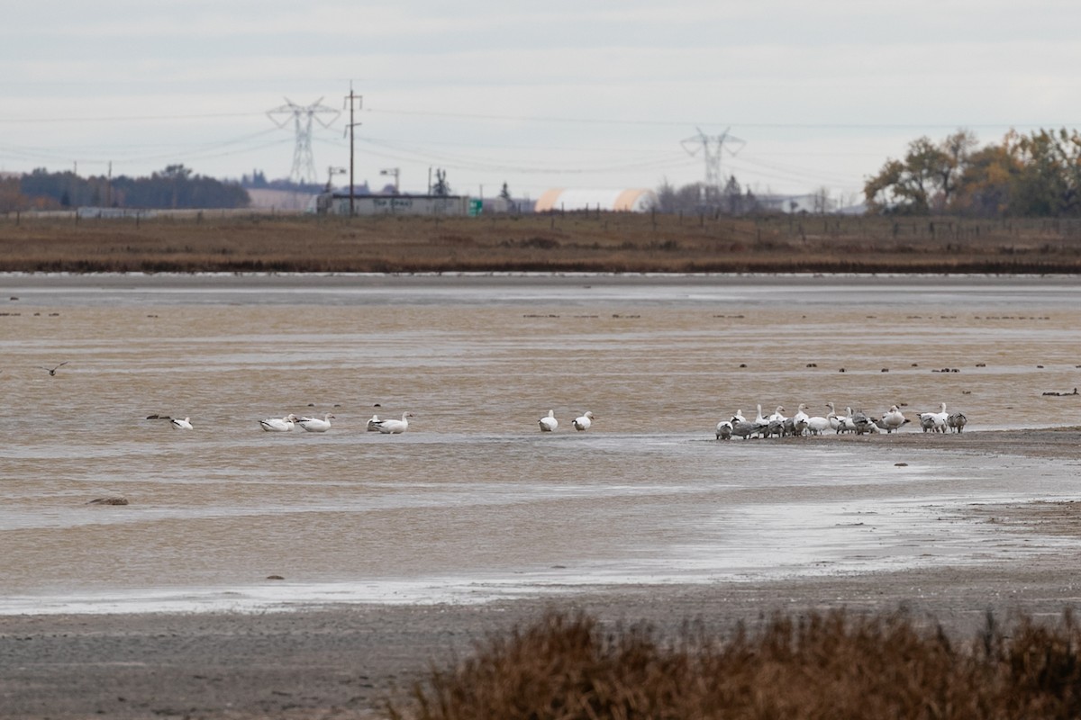 Snow Goose - ML610333978