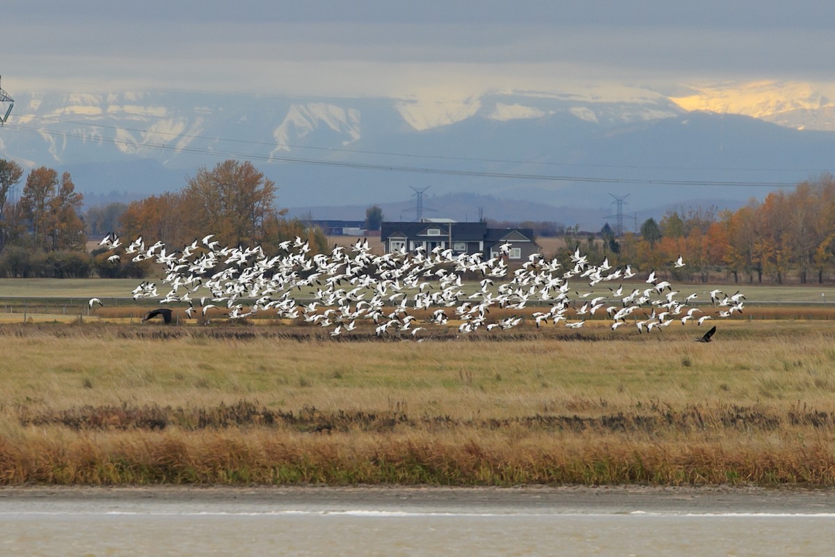 Snow Goose - ML610333979