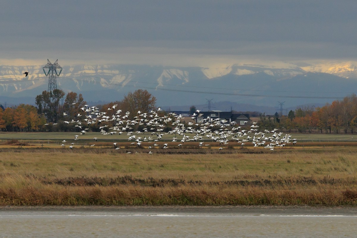 Snow Goose - ML610333982