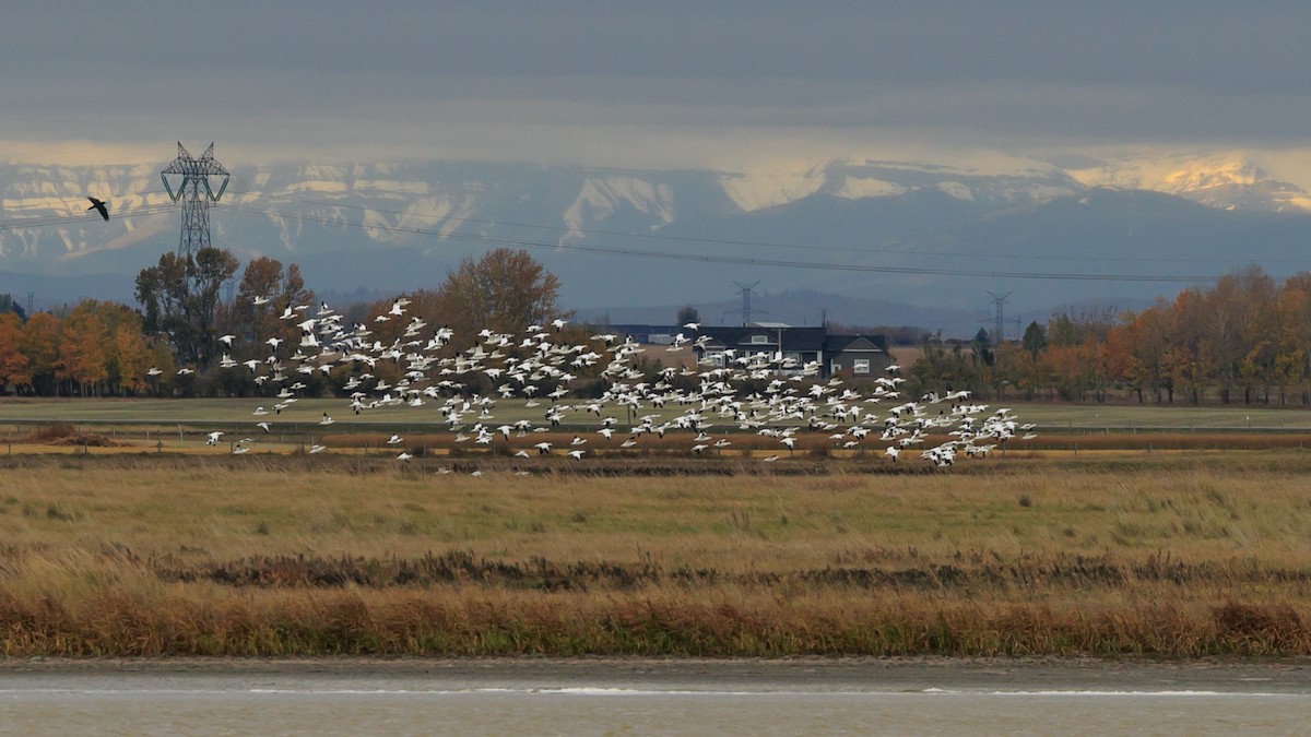 Snow Goose - ML610333983