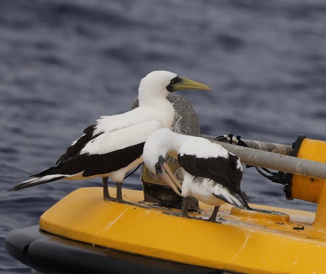 Nazca Booby - ML610334006