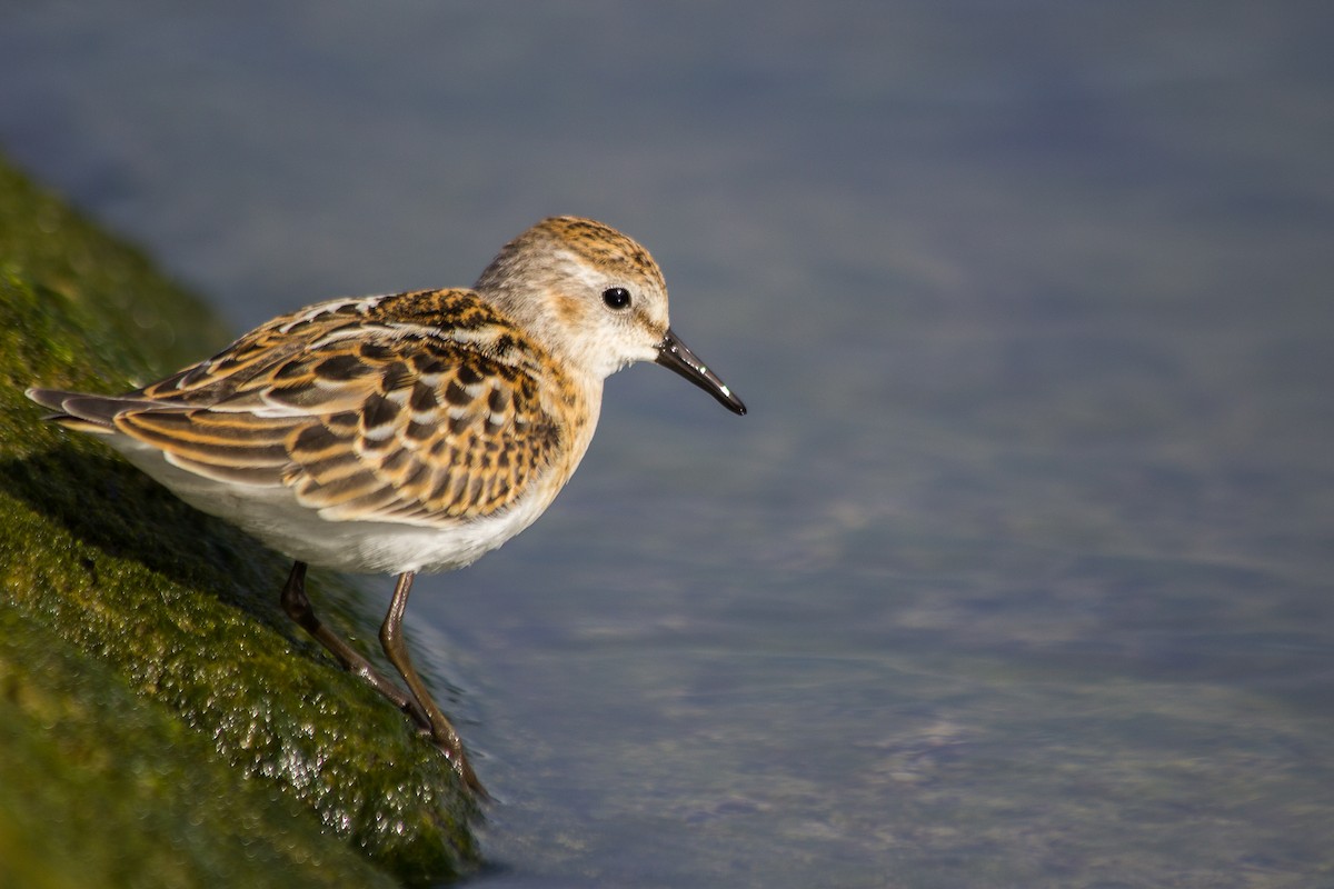 Little Stint - ML610334087