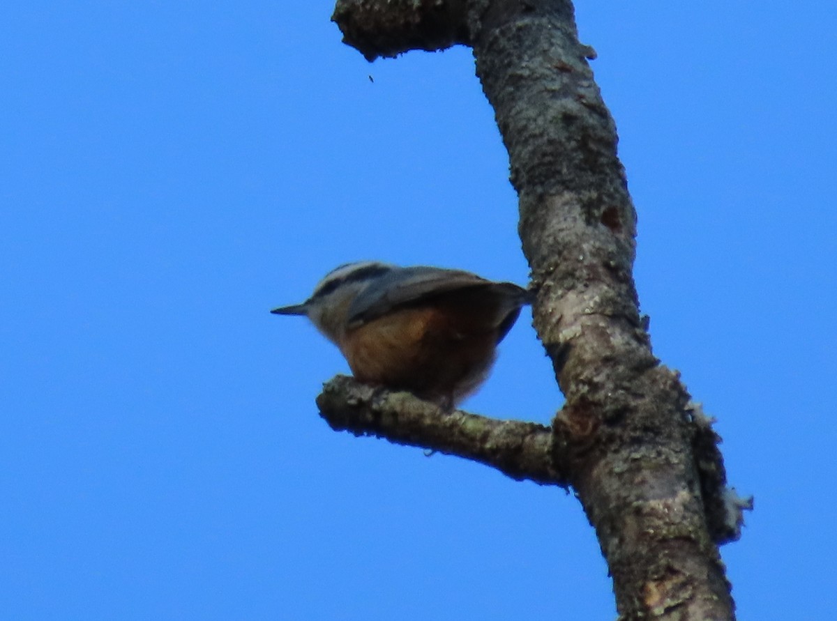 Red-breasted Nuthatch - ML610334105