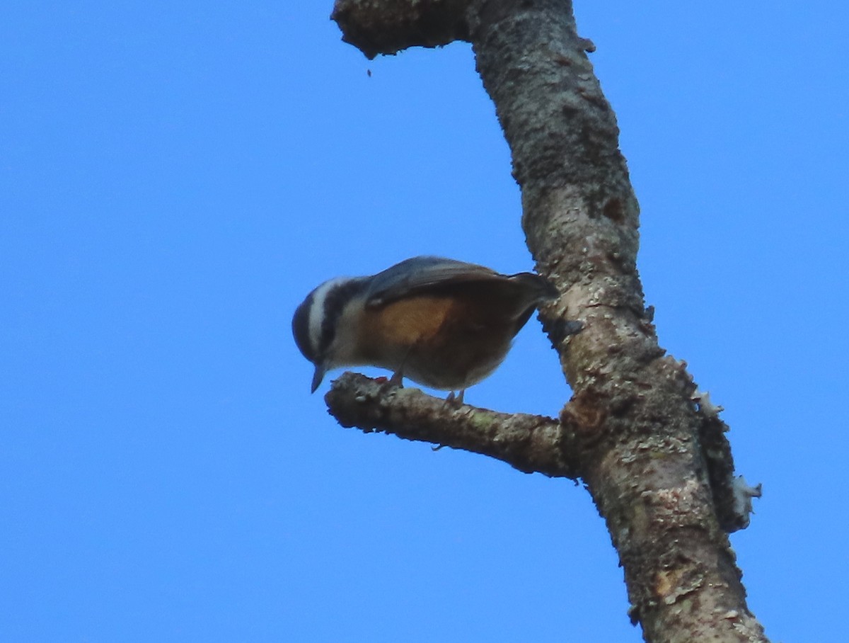 Red-breasted Nuthatch - ML610334106