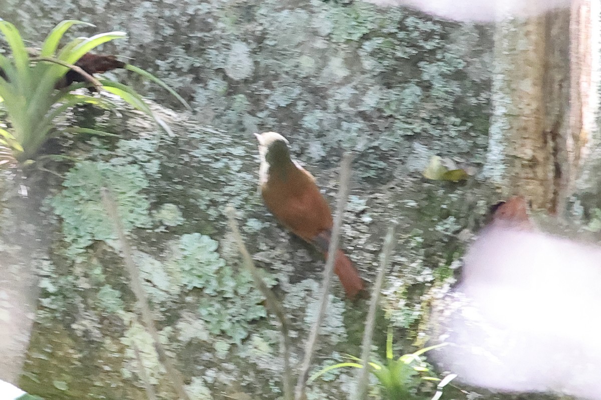 Olivaceous Woodcreeper (Grayish) - John Mercer