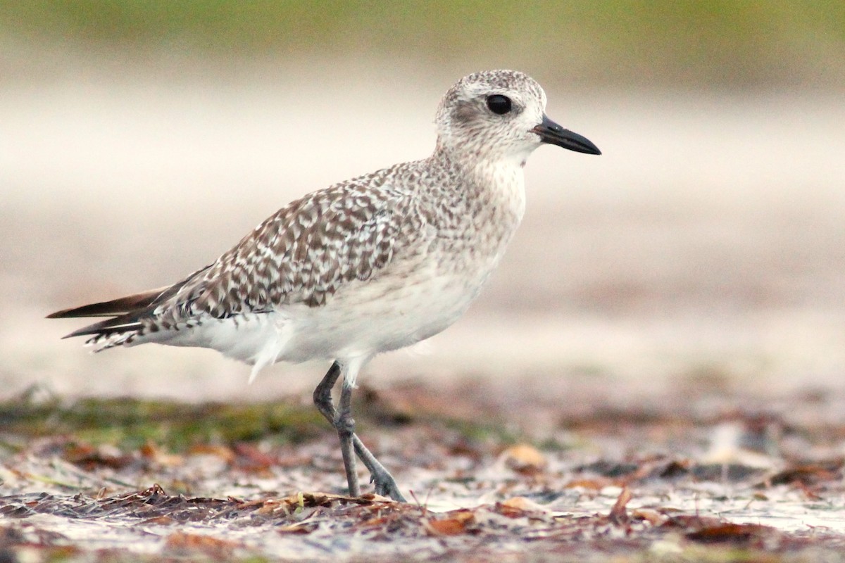 Black-bellied Plover - Matt Hoberg