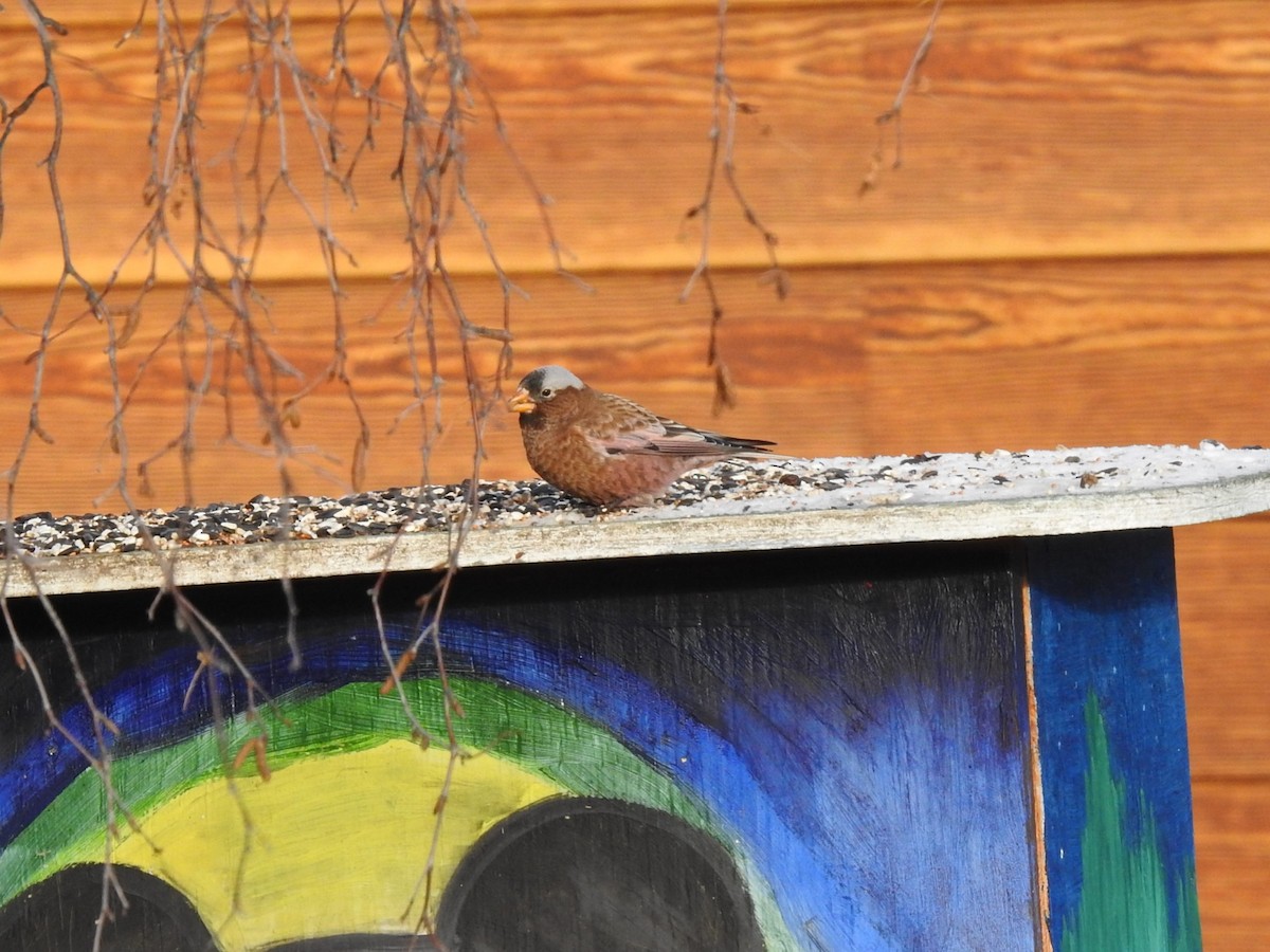 Gray-crowned Rosy-Finch - Avery Bartels