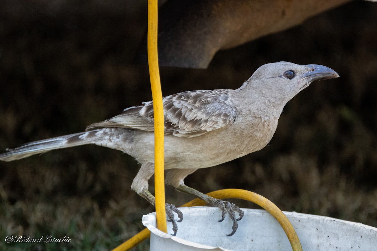 Great Bowerbird - ML610334269