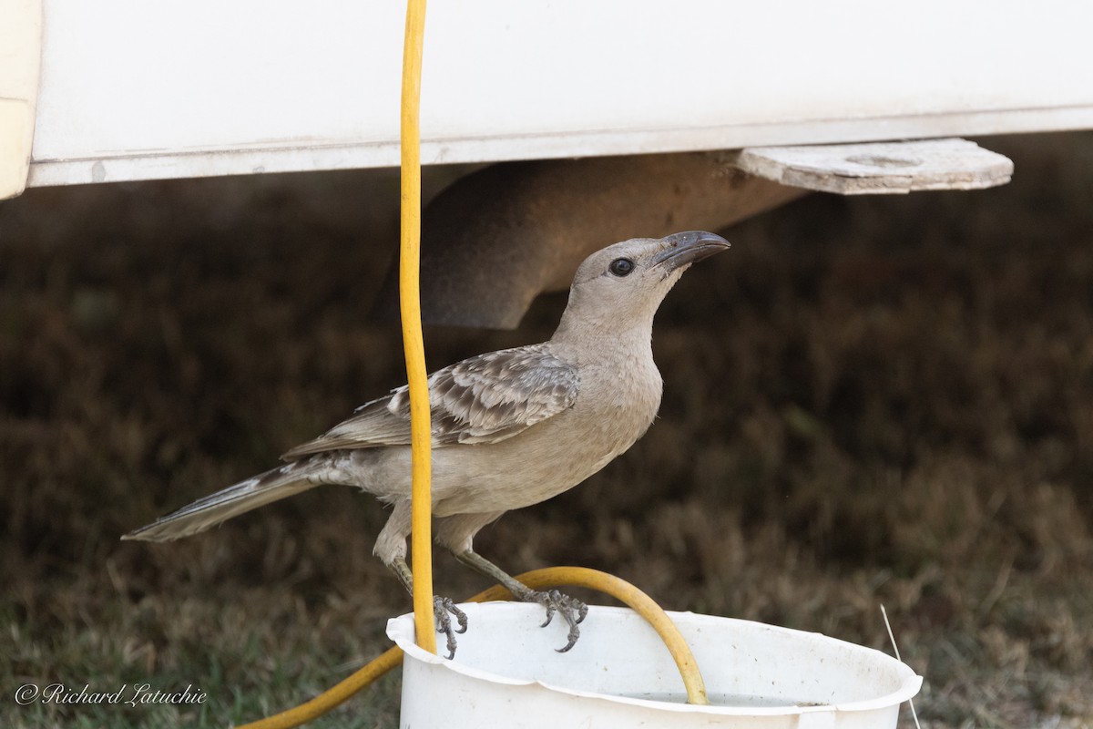 Great Bowerbird - ML610334270