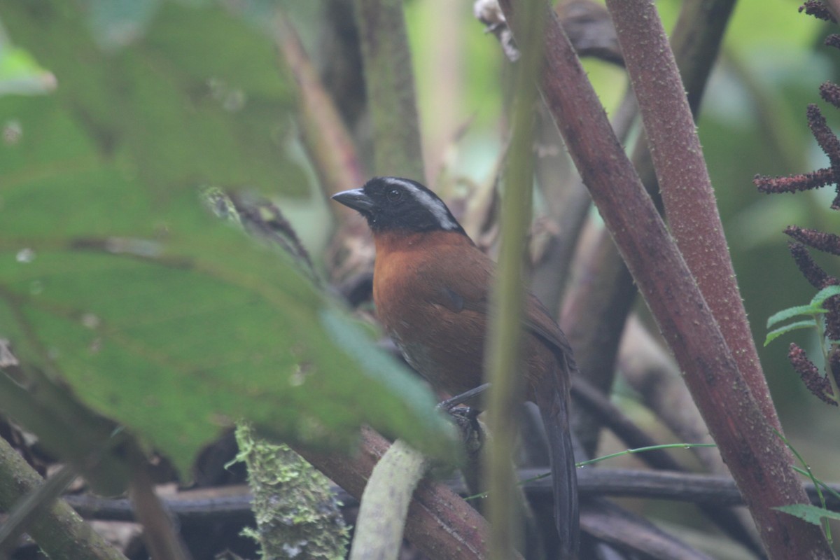 Tanager Finch - ML610334284