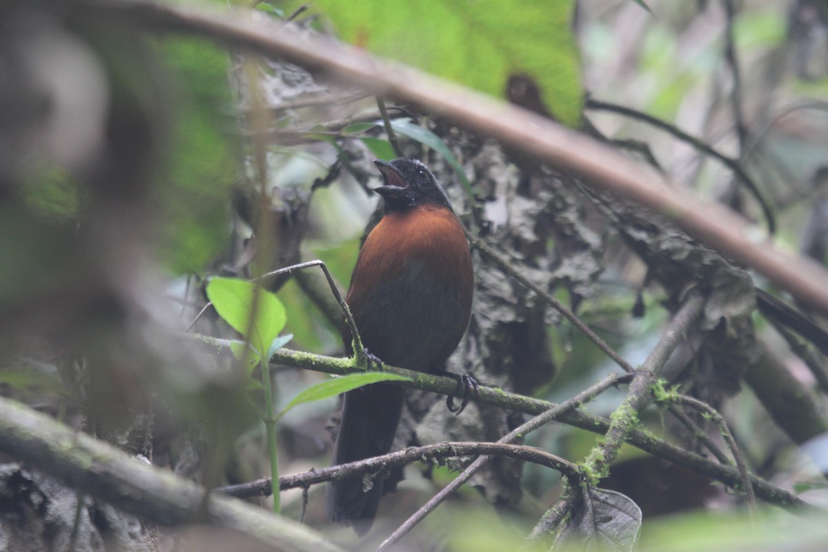 Tanager Finch - ML610334290