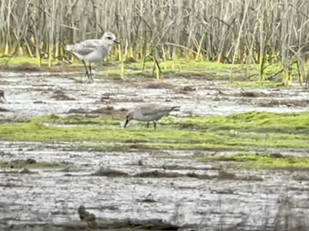 Red Knot - Tim Rodenkirk