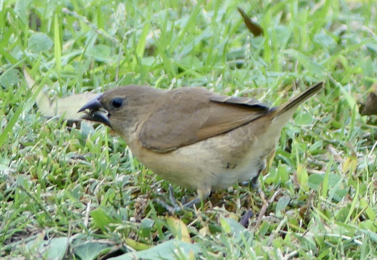 Scaly-breasted Munia - ML610334446