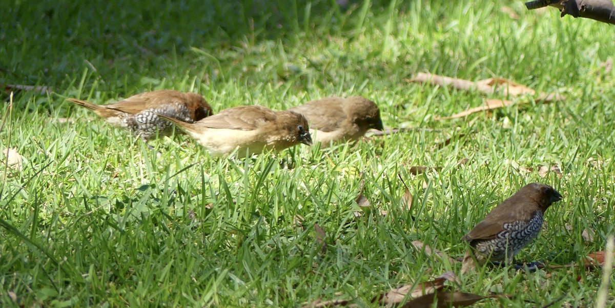 Scaly-breasted Munia - ML610334448