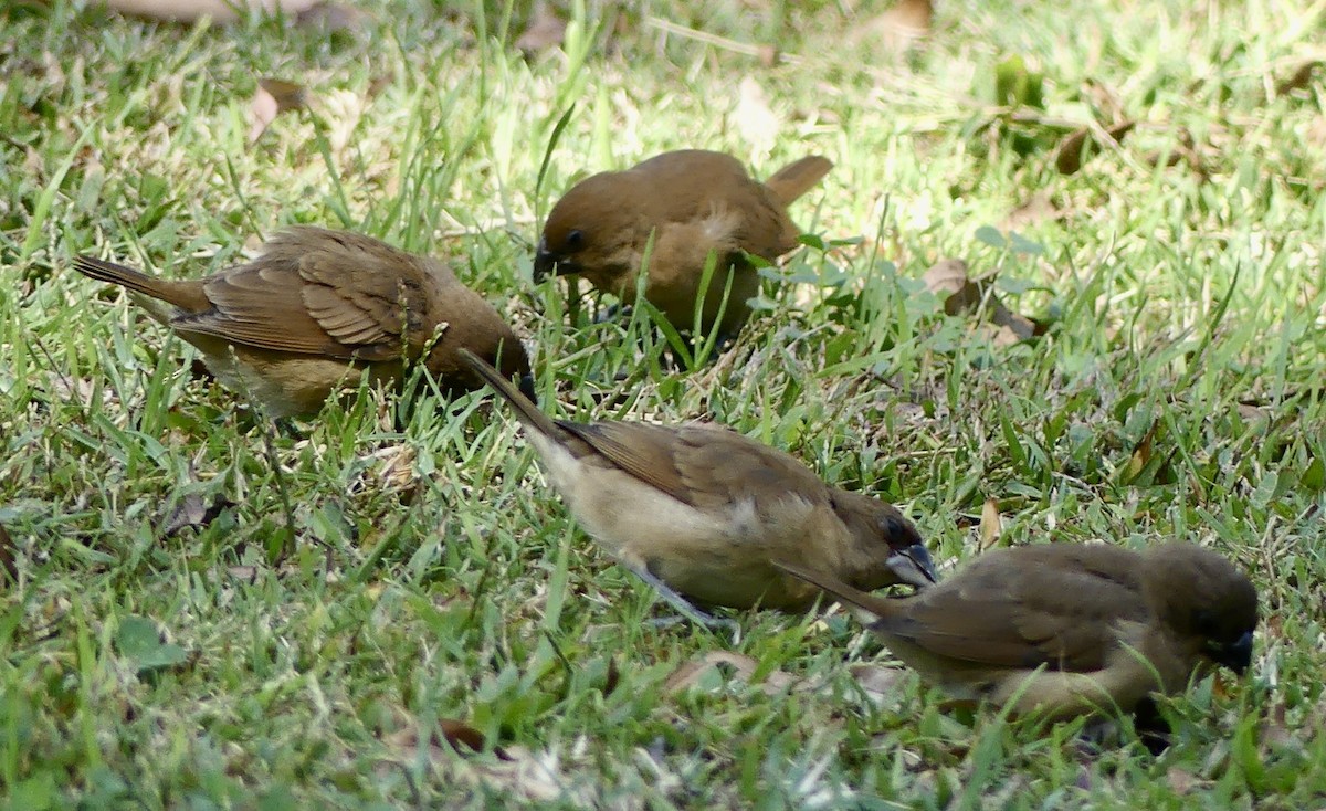 Scaly-breasted Munia - ML610334449