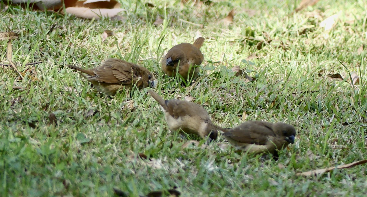 Scaly-breasted Munia - Carolyn Thiele