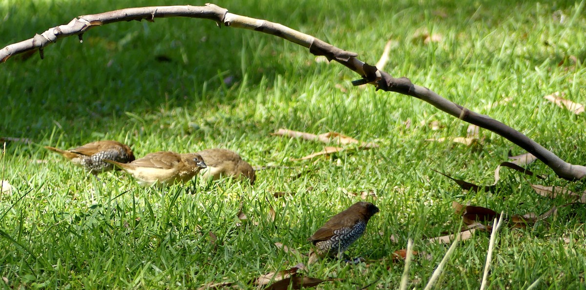 Scaly-breasted Munia - ML610334453