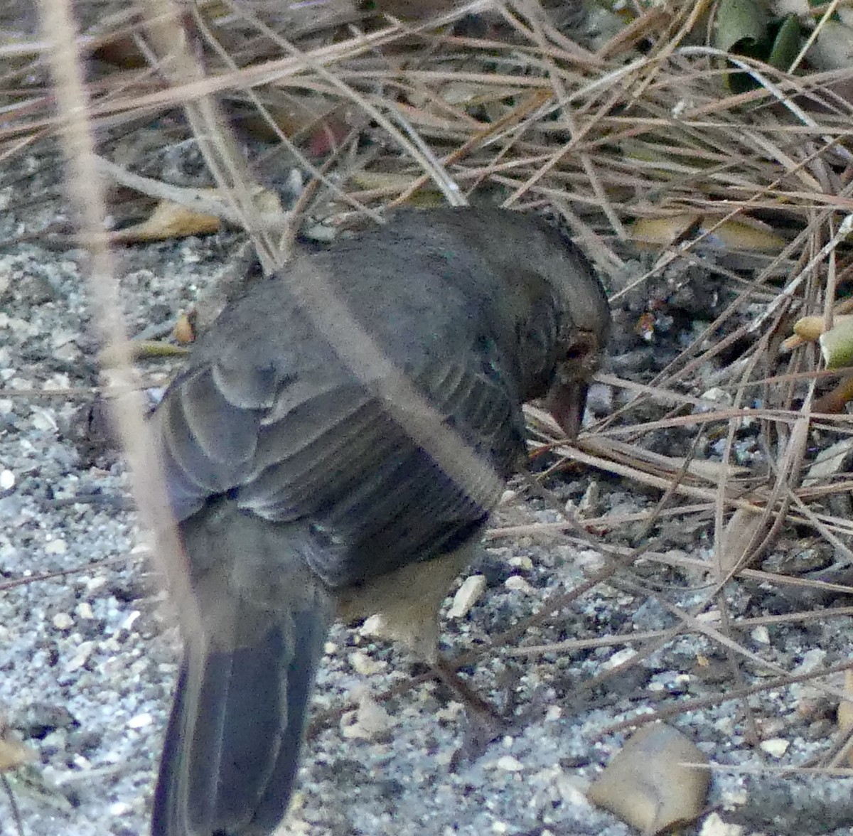 California Towhee - ML610334460