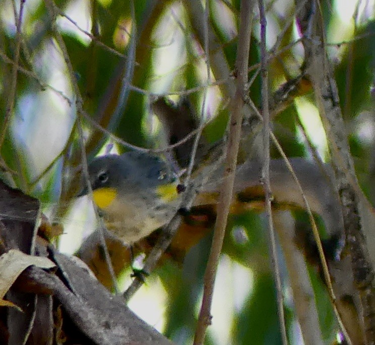 Yellow-rumped Warbler - ML610334468