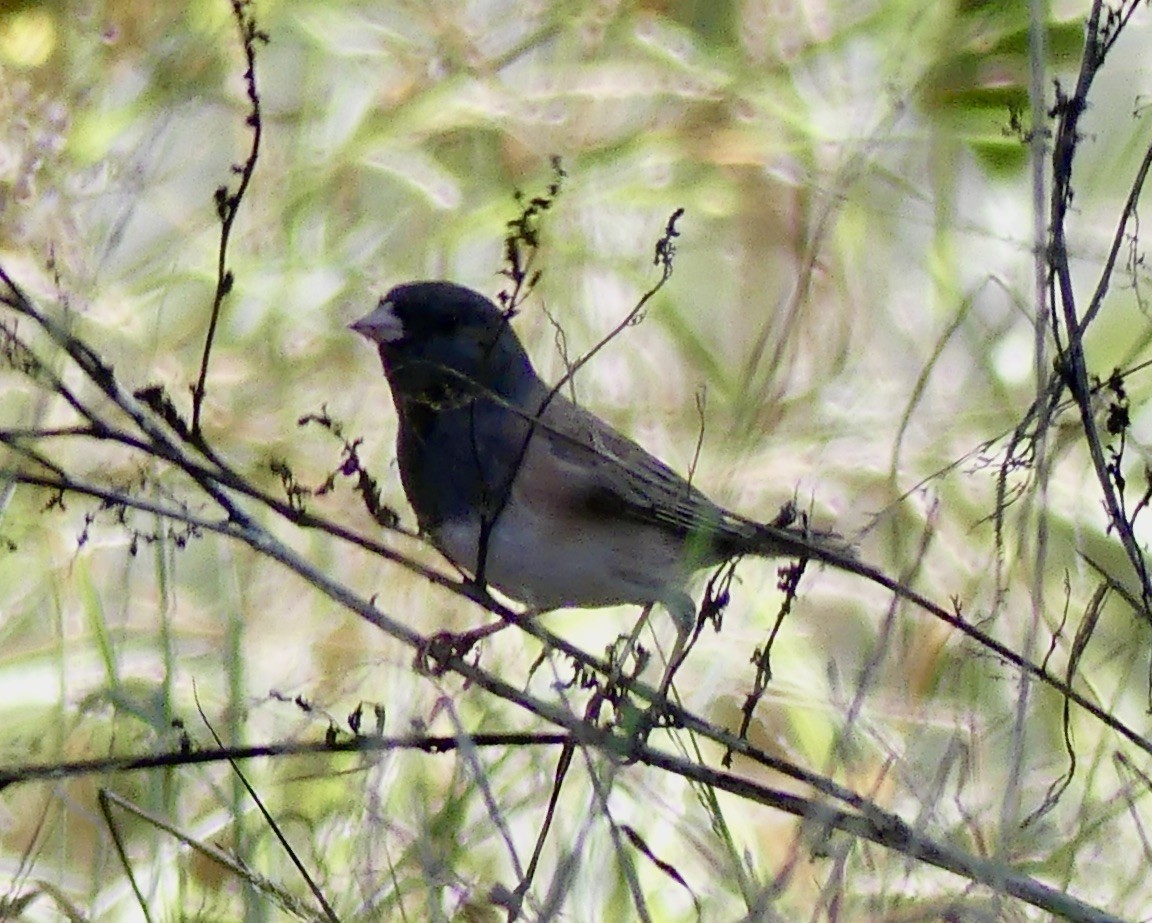 Dark-eyed Junco - ML610334497