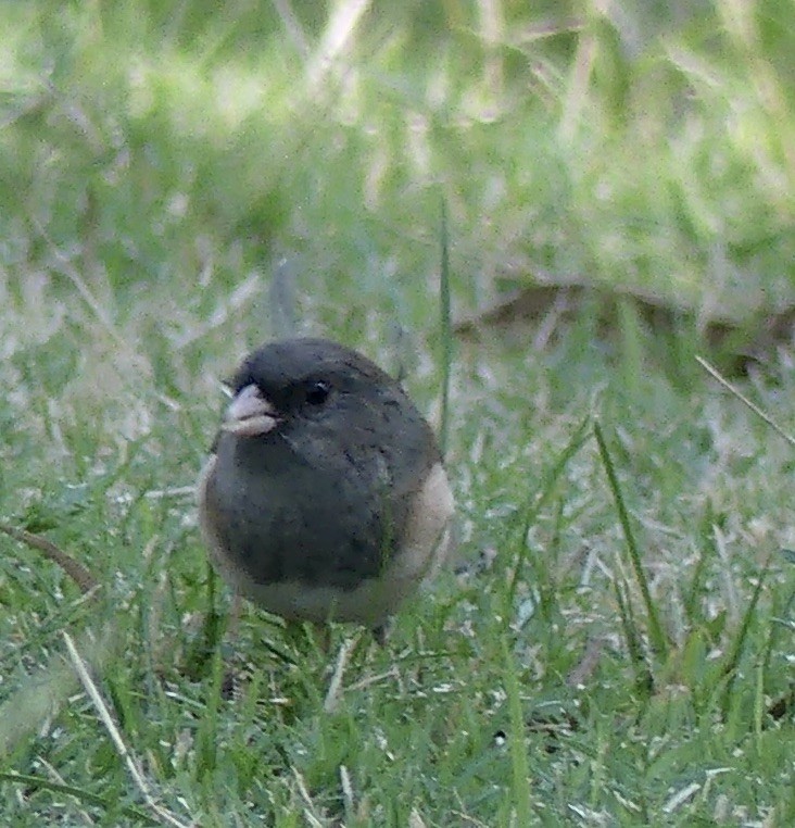 Dark-eyed Junco - ML610334498