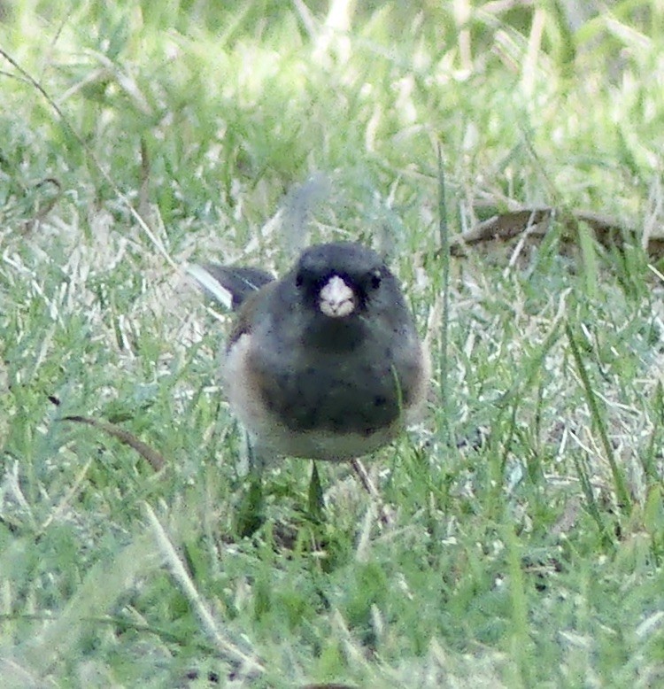 Dark-eyed Junco - ML610334499