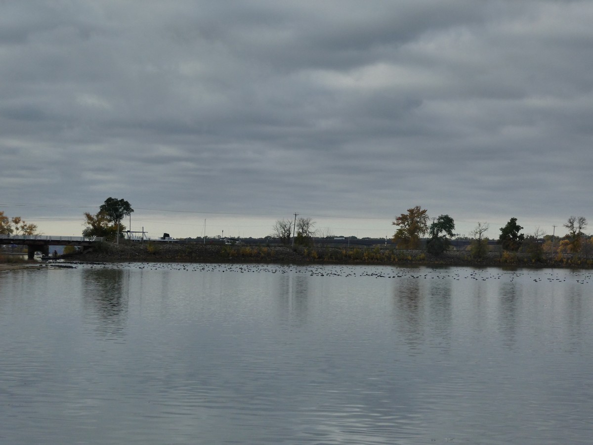 American Coot - Kyle Te Poel