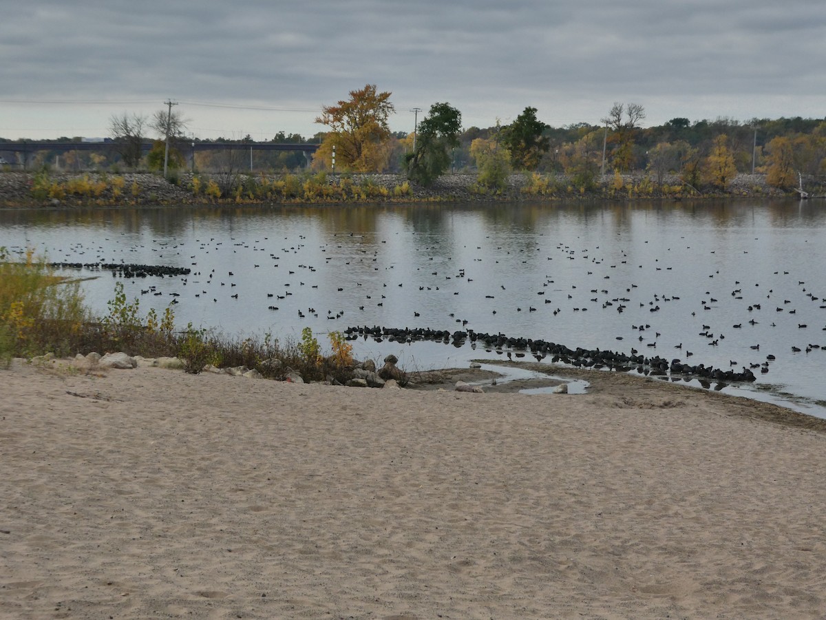 American Coot - ML610334502