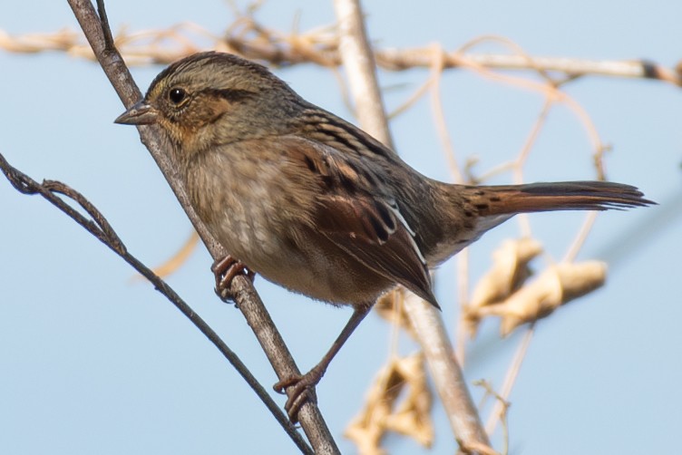 Swamp Sparrow - Rick Potts