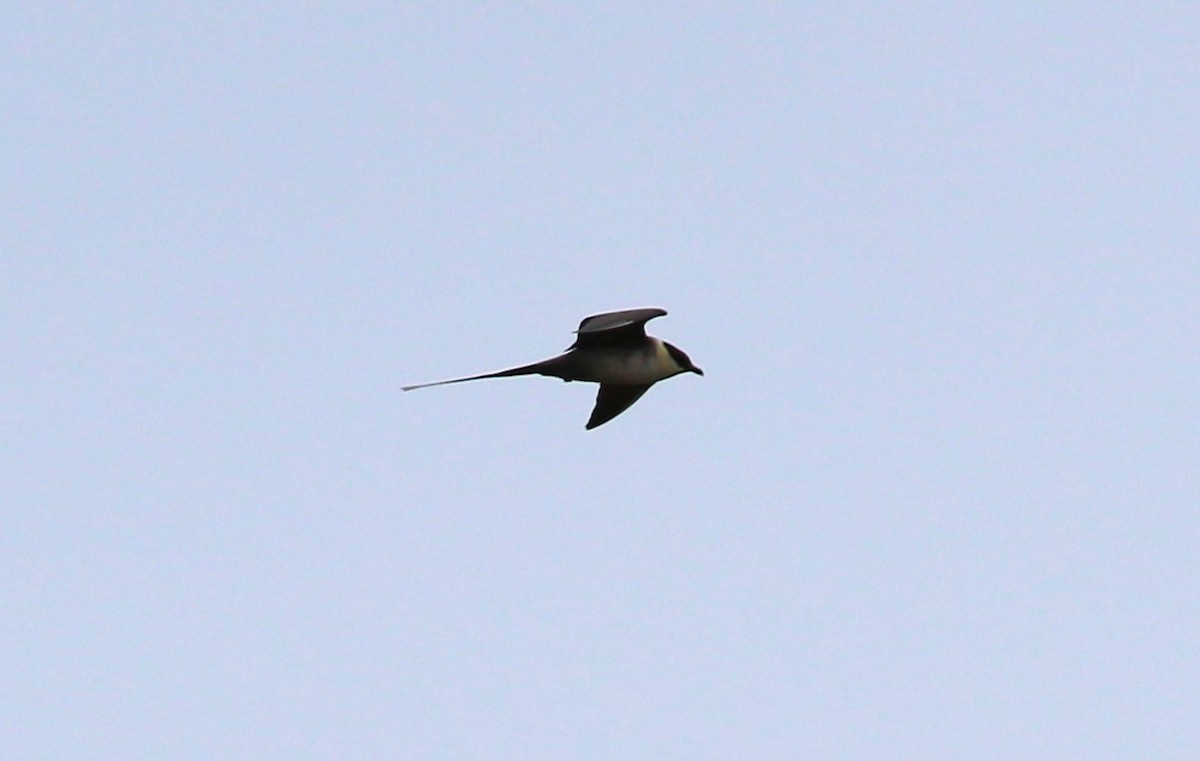 Long-tailed Jaeger - sean clancy