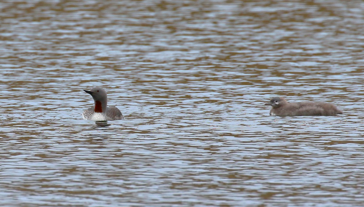 Red-throated Loon - sean clancy