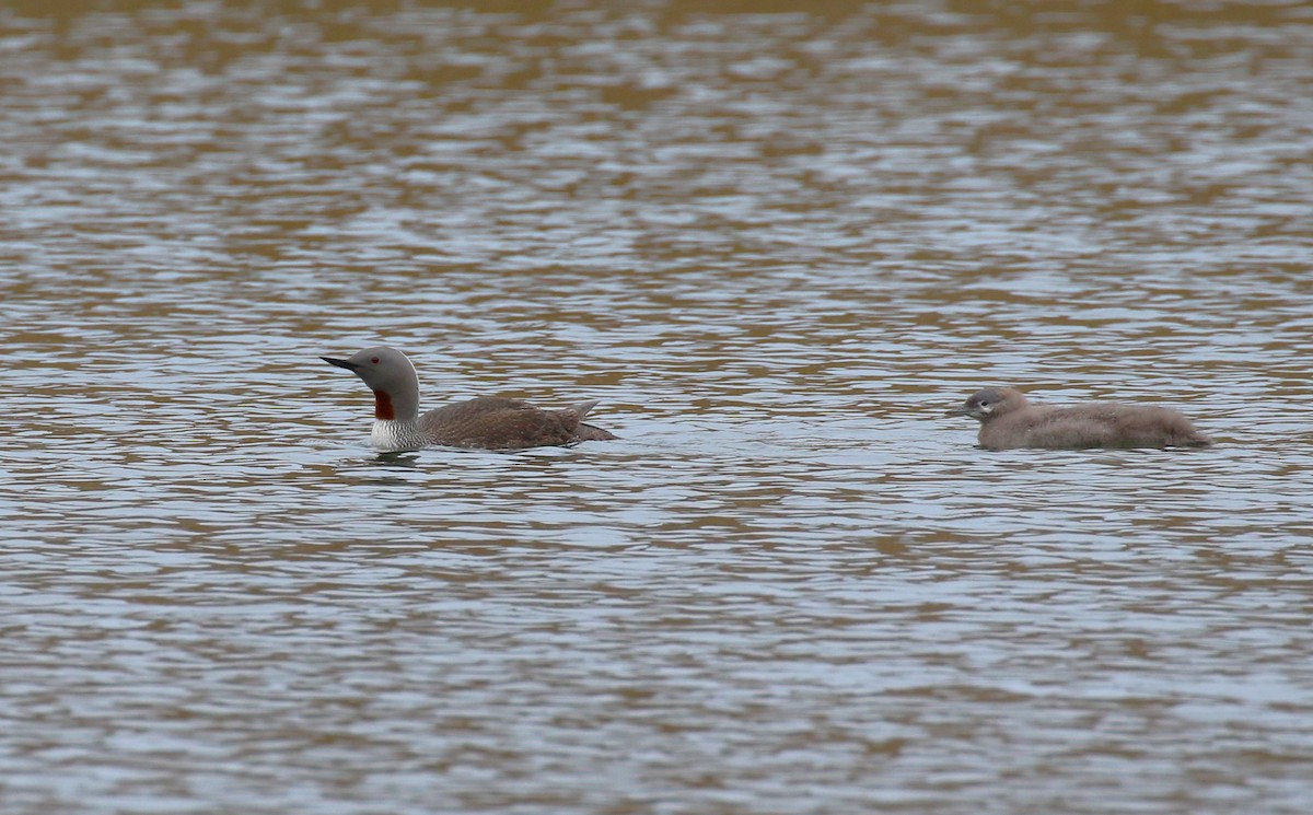 Red-throated Loon - ML610334802