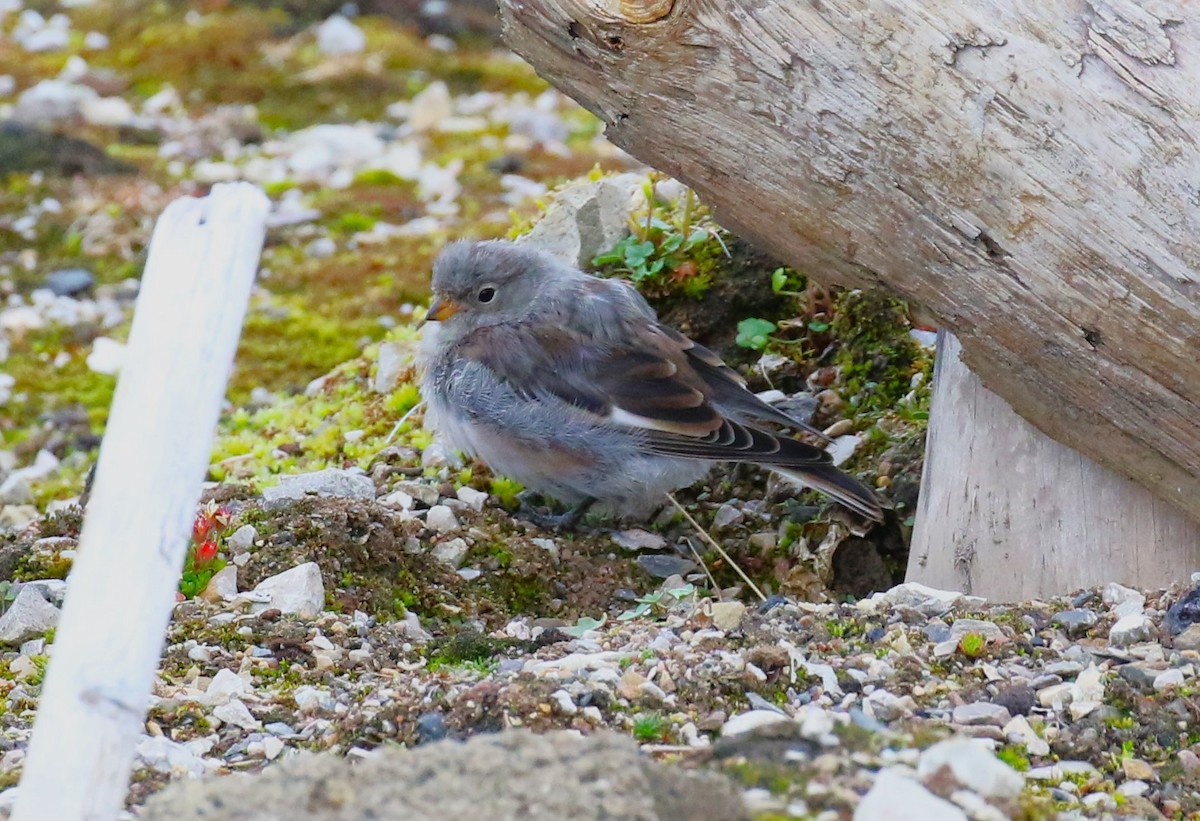 Snow Bunting - ML610334824