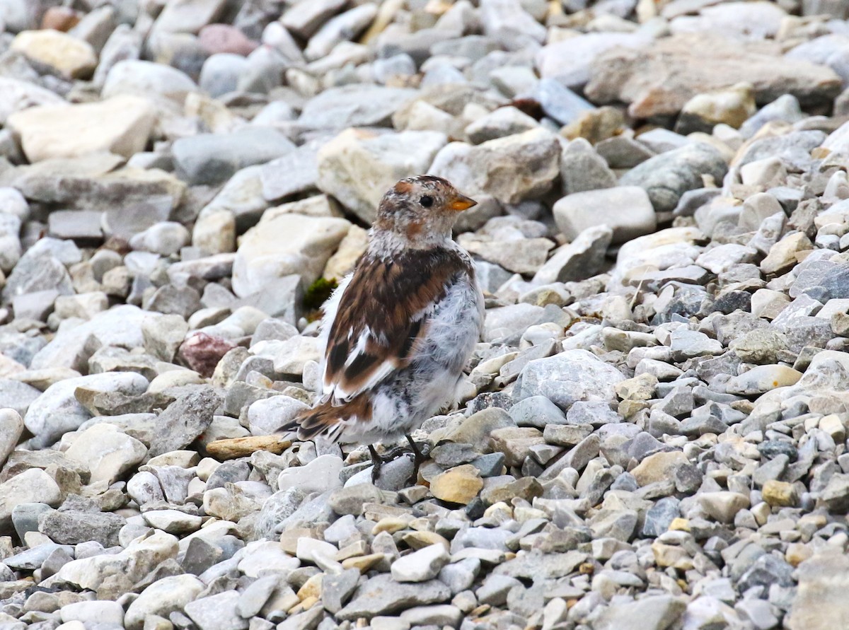 Snow Bunting - ML610334825