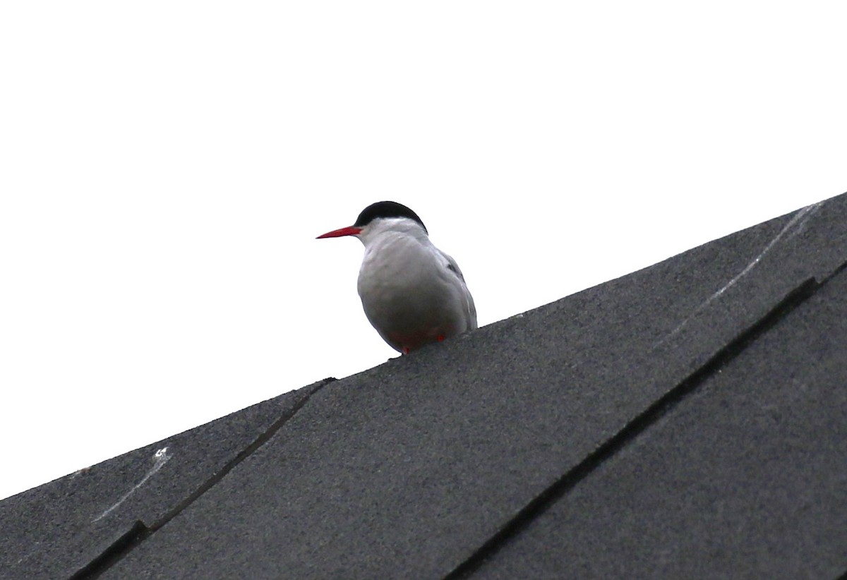 Arctic Tern - ML610334848