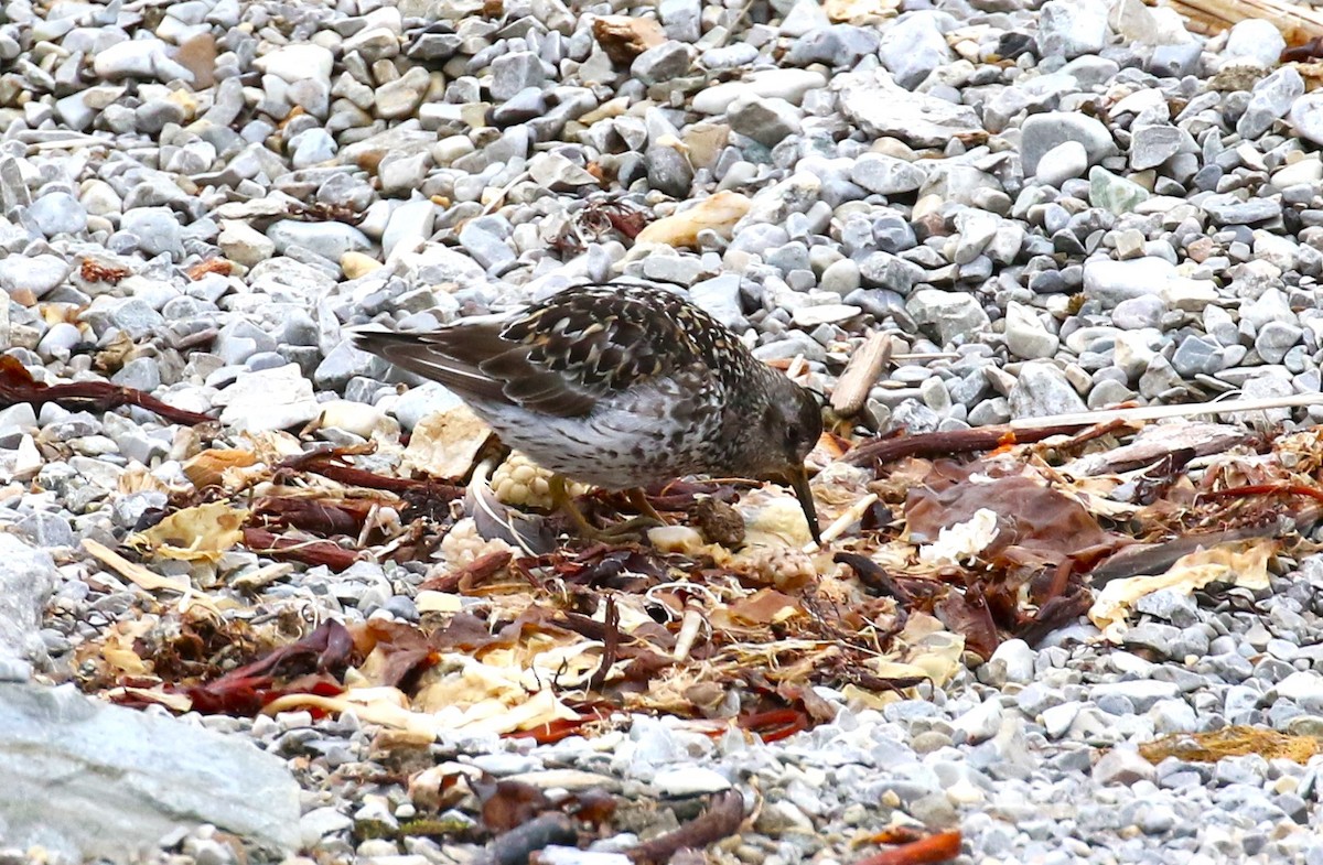 Purple Sandpiper - ML610334865