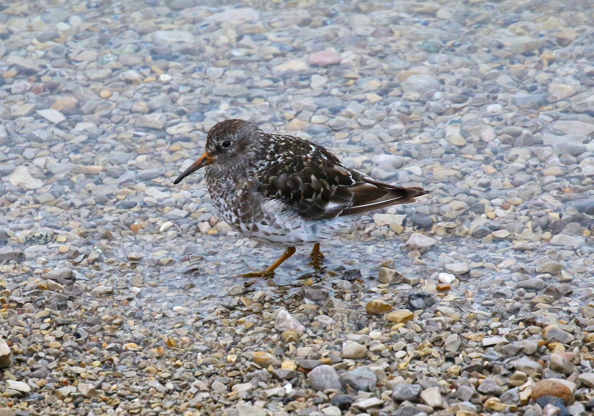 Purple Sandpiper - sean clancy