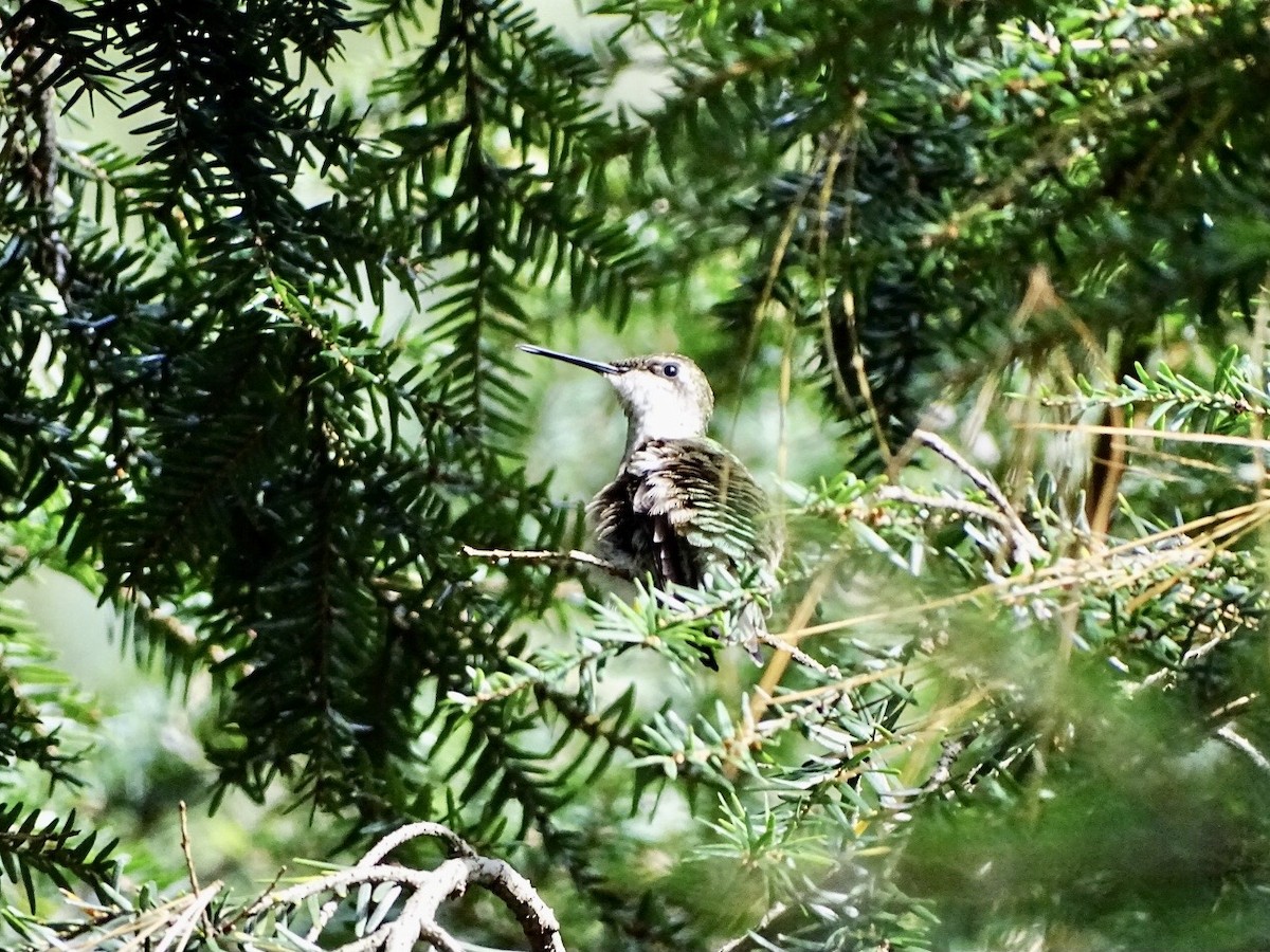 Colibrí Gorjirrubí - ML610334907