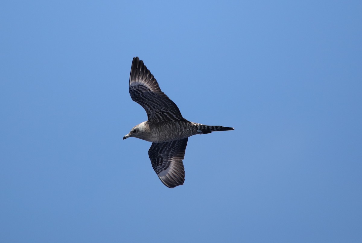 Long-tailed Jaeger - ML610335022