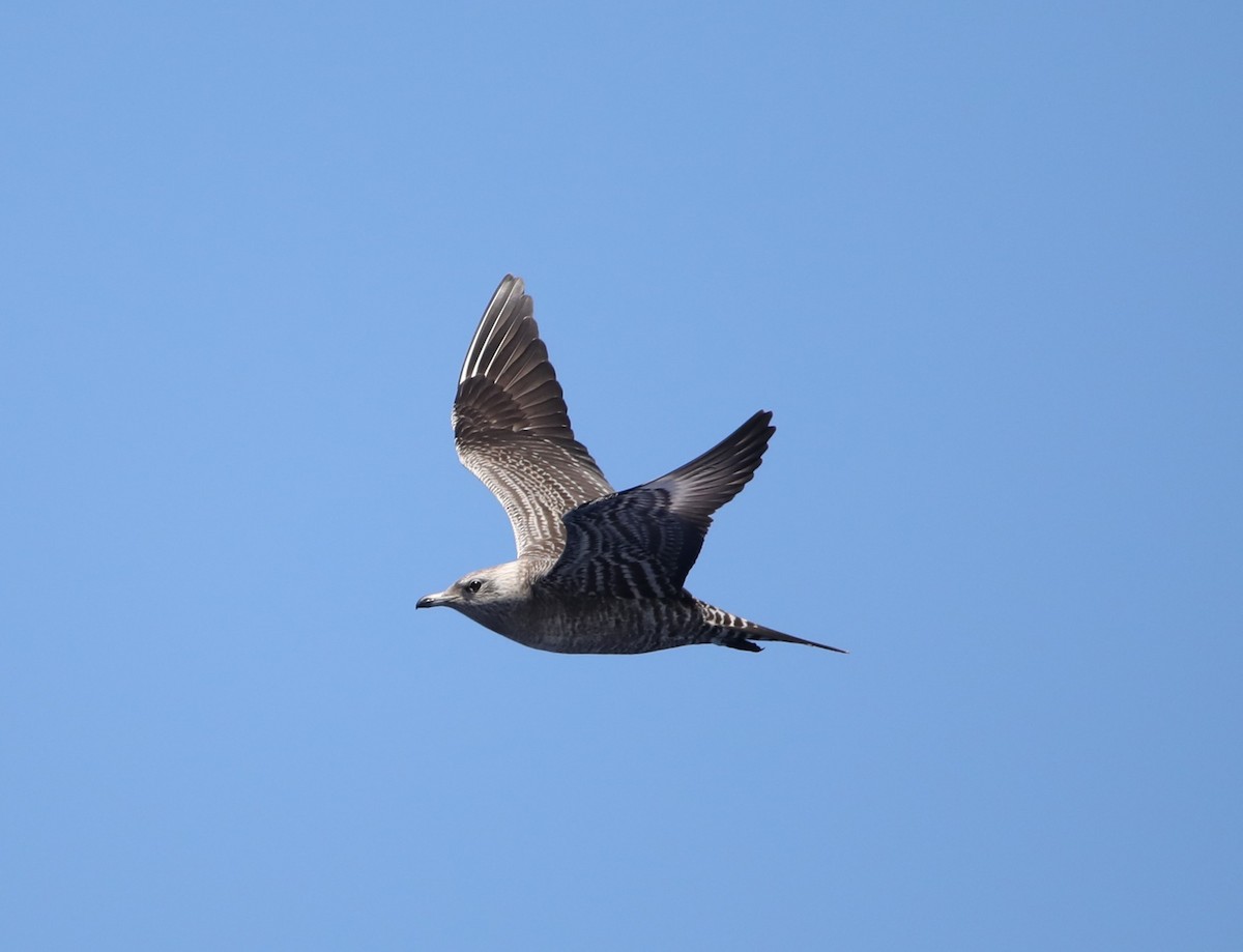 Long-tailed Jaeger - John Groskopf