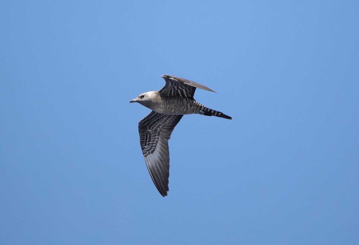 Long-tailed Jaeger - ML610335024