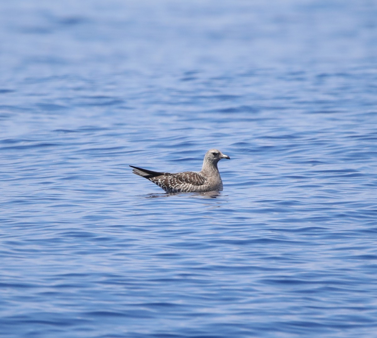 Long-tailed Jaeger - ML610335025