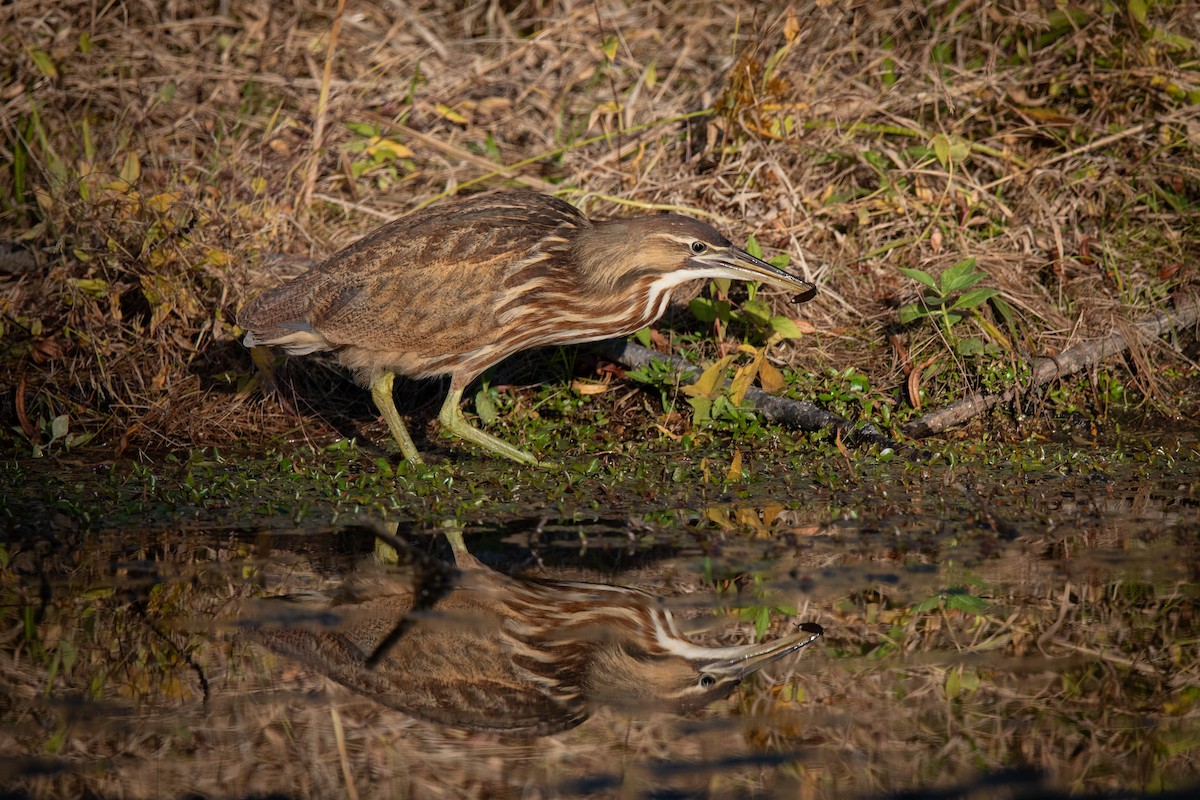 American Bittern - Jamie Baker