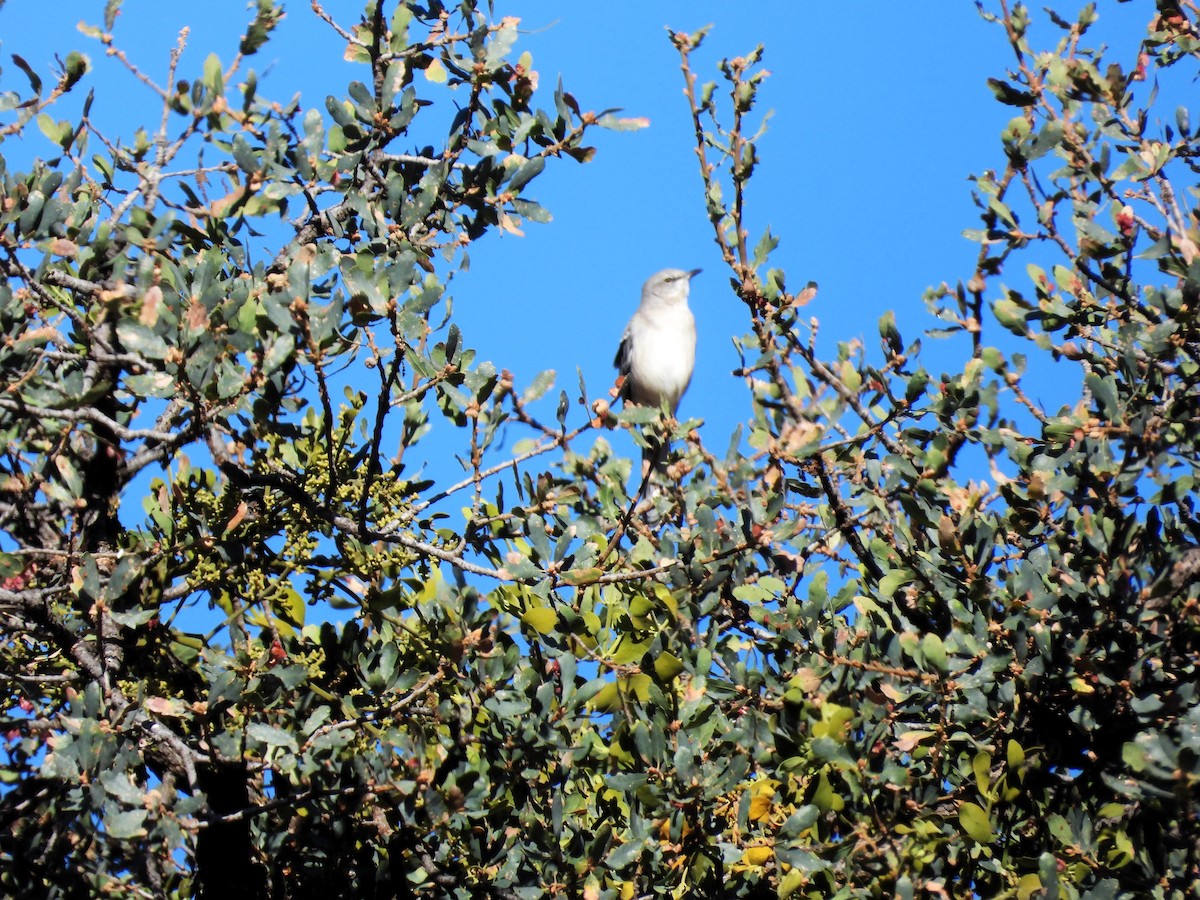 Northern Mockingbird - Michael W. Sack